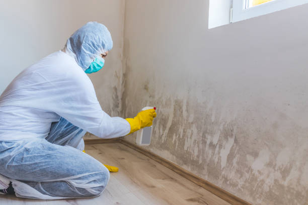 Professional mold removal team in Swanton