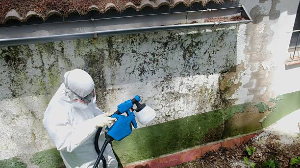 Mold Removal service in Swanton